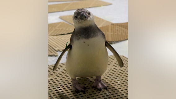Michigan penguin makes it to March of the Penguin Madness finals; Detroit Zoo's Atticus eliminated