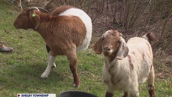 DTE hires goat crew to maintain grounds at service station in Shelby Township