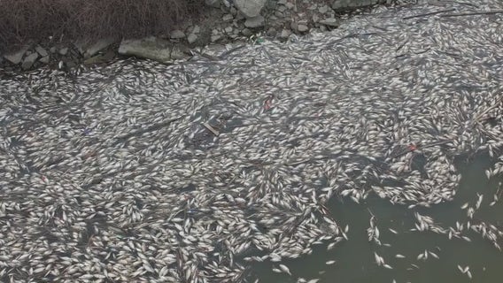 Residents along Detroit's Rouge River say dead fish washing ashore is common