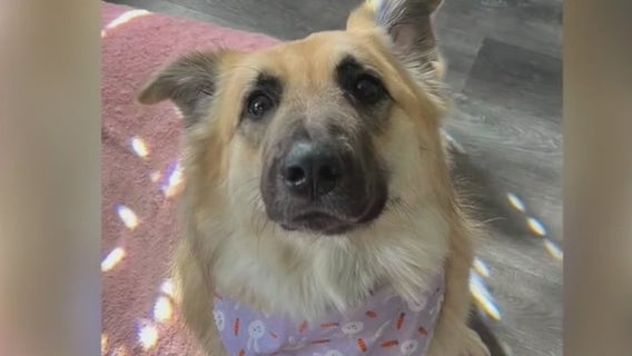 Livonia woman's dog found safe four days after running away