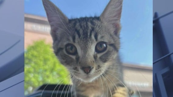 Detroit animal abuse: Abandoned kitten rescued after being dropped off at gas station