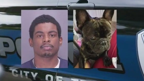 Troy woman reunites with stolen French Bulldog after police sting