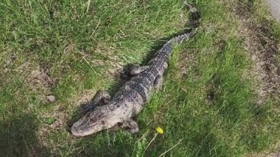 Alligator spotted in Ecorse, rescued and taken to a shelter