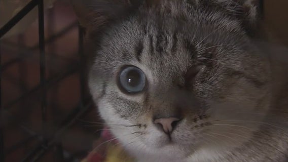 Detroit Animal Welfare Group battles over license with Michigan DNR