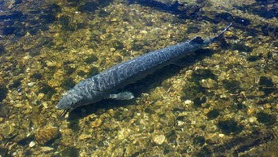 Spawning sturgeon along Black River are poached for their eggs, leading to call for volunteers