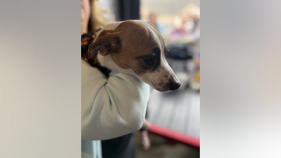 Fundraiser for Gideon, dog nearly burned to death in boiling water, is big success