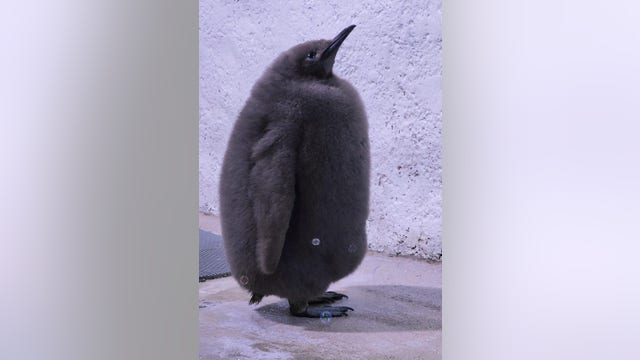 Detroit Zoo's Atticus waddles into semi-finals of March of the Penguin Madness - How to vote for him