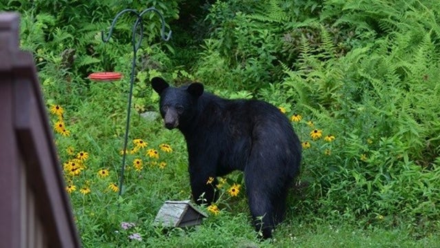 Michigan black bears are migrating into the Lower Peninsula, increasing interactions with humans