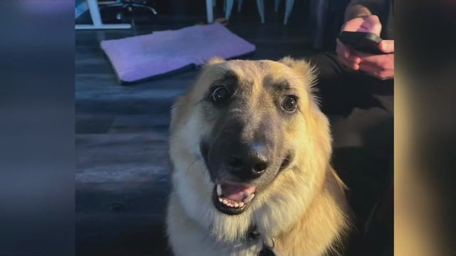 Livonia woman's dog runs away after driving over pothole