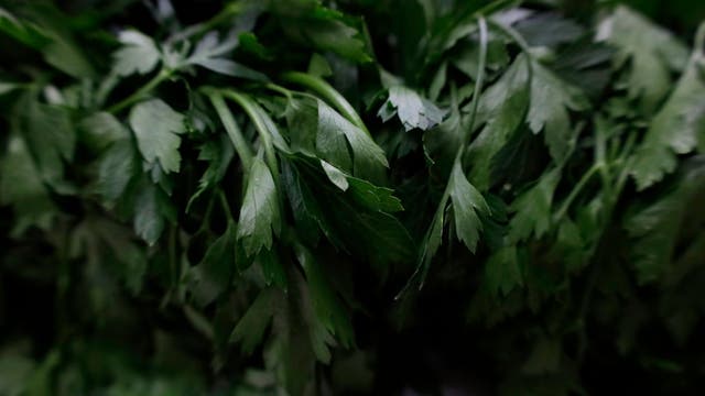 Soup sold in Michigan could contain cilantro contaminated with wood