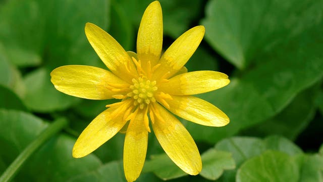 Lesser Celandine, an invasive menace, is spreading in Michigan, officials say