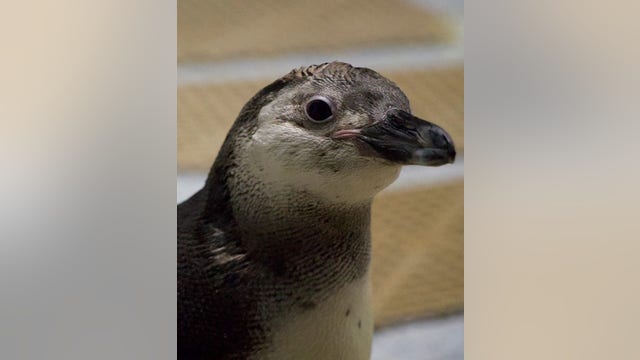Michigan penguin wins March of the Penguin Madness
