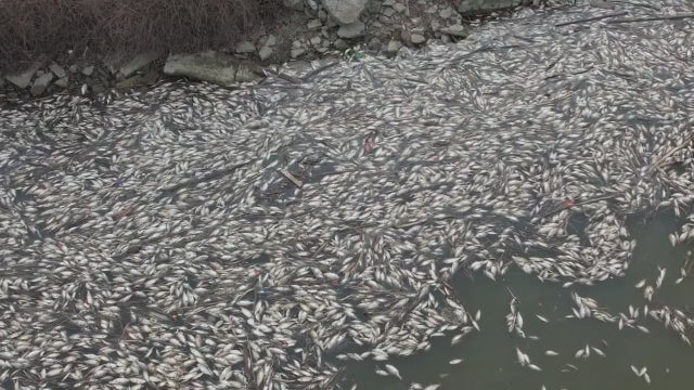 Residents along Detroit's Rouge River say dead fish washing ashore is common