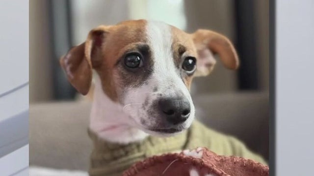 Romeo puppy improving after allegedly dipped in boiling water by owner's daughter