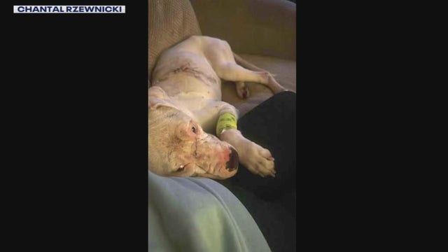 Detroit woman accused of stabbing dog, fleeing Michigan after posting video of injured pet