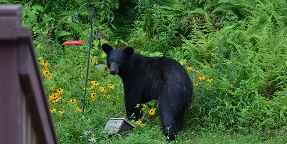 Michigan black bears are migrating into the Lower Peninsula, increasing interactions with humans