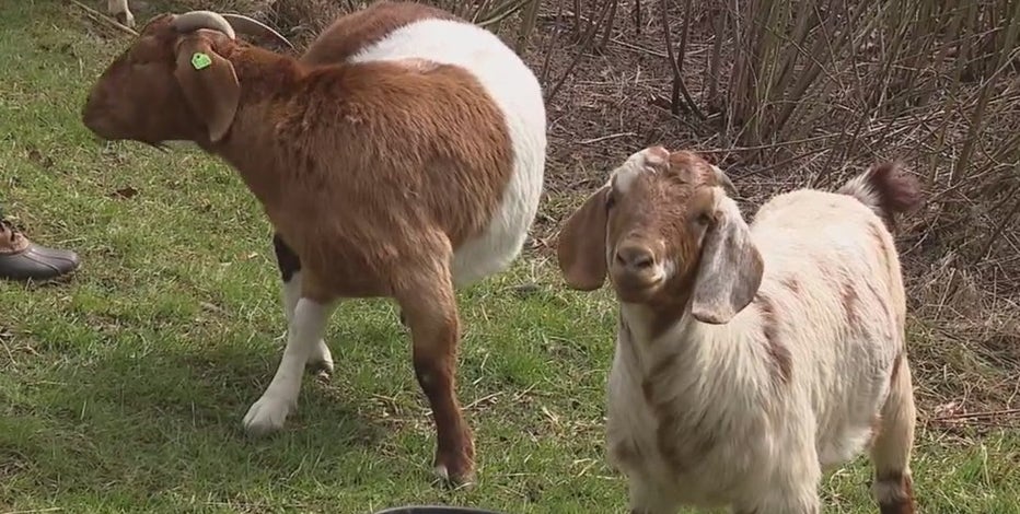 DTE hires goat crew to maintain grounds at service station in Shelby Township