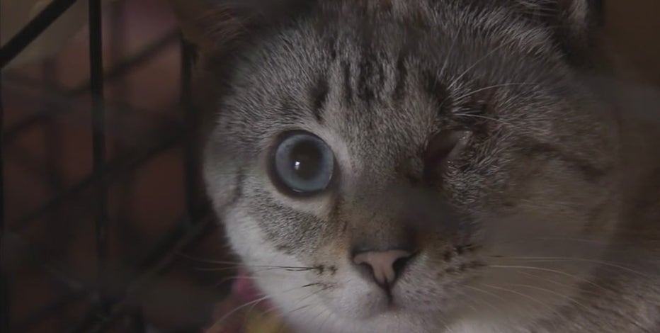 Detroit Animal Welfare Group battles over license with Michigan DNR