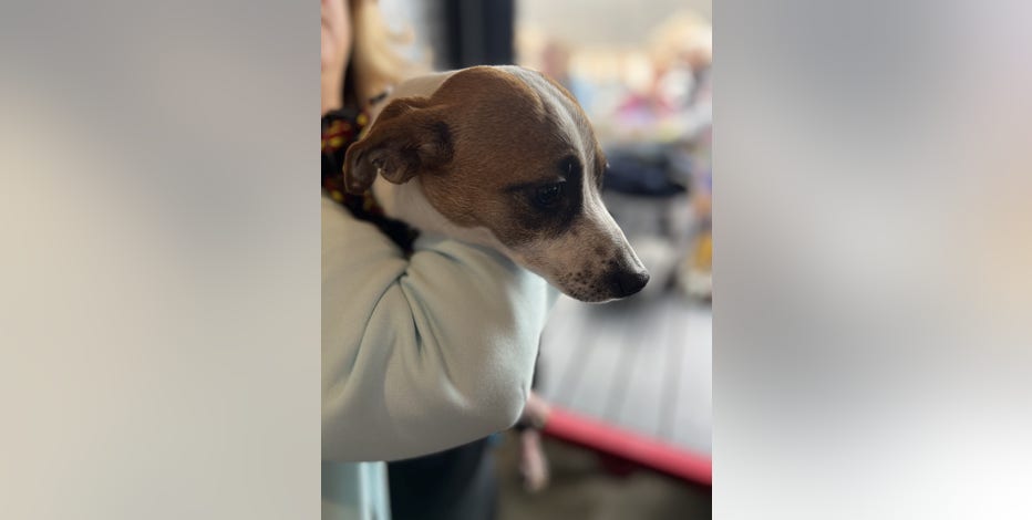 Fundraiser for Gideon, dog nearly burned to death in boiling water, is big success