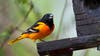 Michigan bird migration: Influx expected over next few days