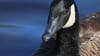 Plan to gas geese paused by Michigan DNR