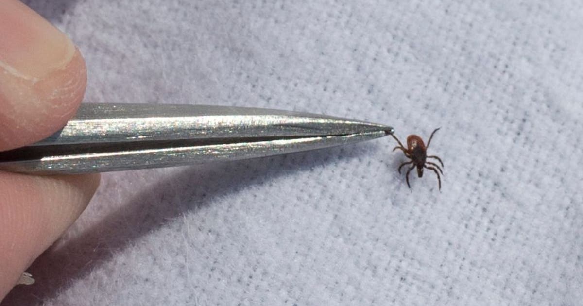 Fox File Tick Tick safety: How to protect yourself and your pets as tick-borne ...