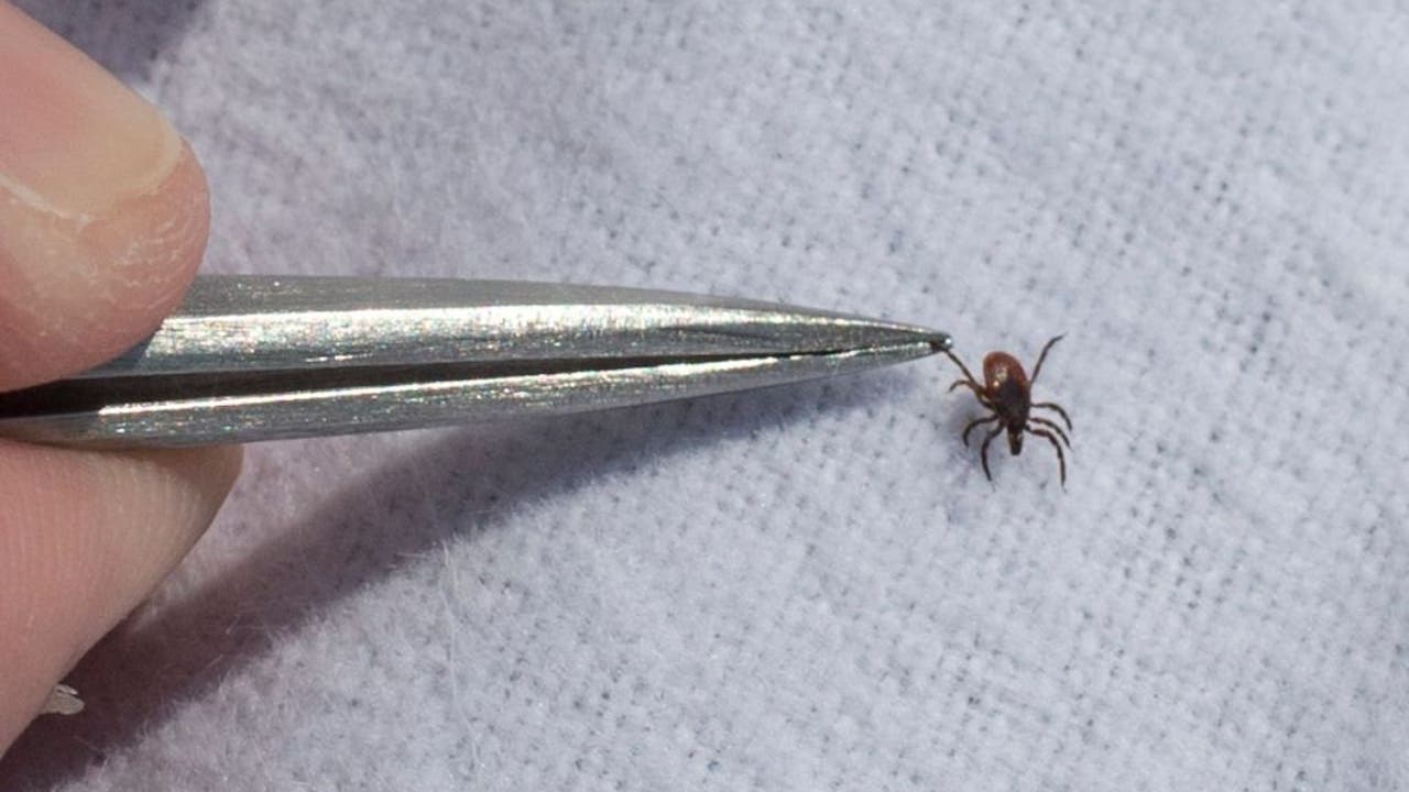 Tick safety: How to protect yourself and your pets as tick-borne