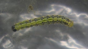 Box tree moth wreaking havoc in Southeast Michigan