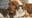 Vaccines, preventative care available at weekend pet wellness clinic in Lake Orion