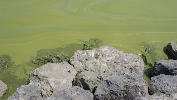 UM researchers identify organism behind toxins produced in harmful algal blooms