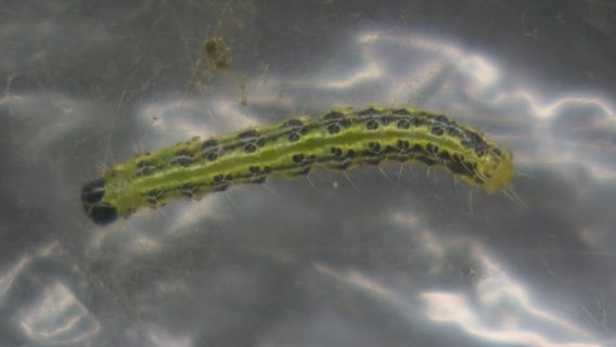 Box tree moth wreaking havoc in Southeast Michigan