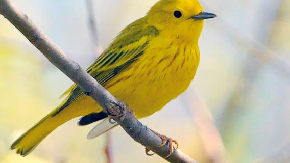 Migrating birds are passing over Michigan - Here's how to track them