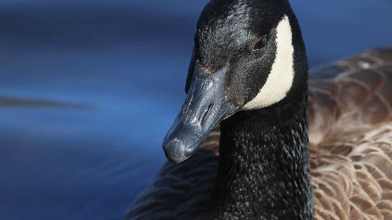 Plan to gas geese paused by Michigan DNR