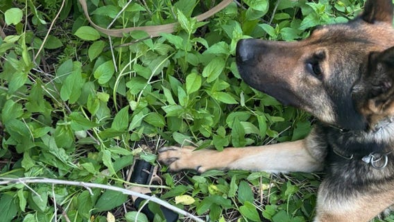 MSP K-9 stops suspect who carjacked elderly woman at gunpoint in Detroit