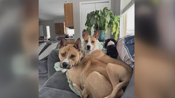 Clinton Twp. animal rescue works to have dogs bonded by friendship adopted together