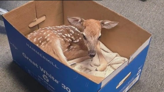 White Lake Twp. officer saves fawn after mother was killed in crash on M-59