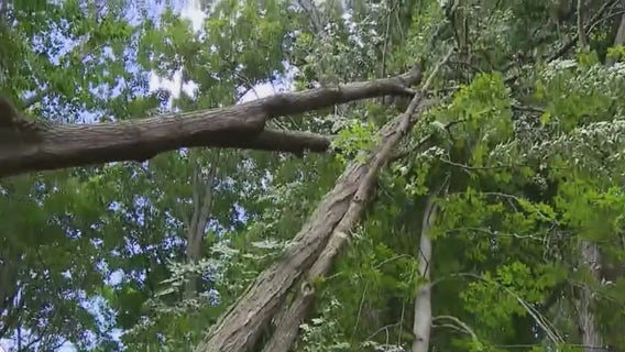Metro Detroit tree trimming: How planting trees can cut the risk for power outages