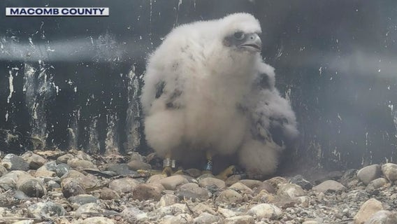 Macomb County Peregrine Falcons: Experts hope to protect ‘threatened' species