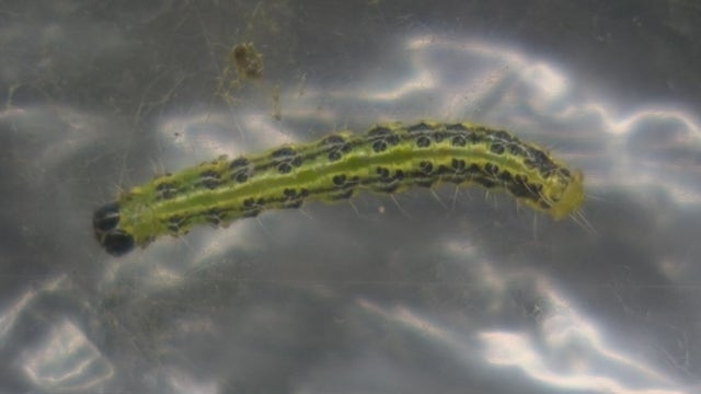 Box tree moth wreaking havoc in Southeast Michigan