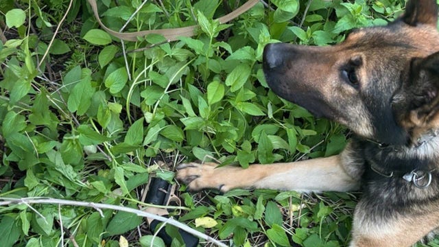 MSP K-9 stops suspect who carjacked elderly woman at gunpoint in Detroit