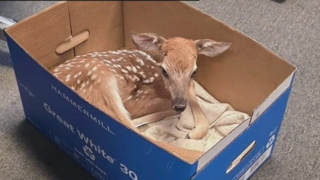White Lake Twp. officer saves fawn after mother was killed in crash on M-59