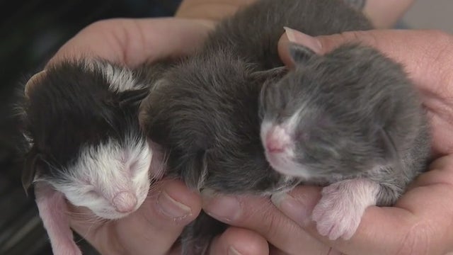 Help needed after abandoned kittens found dumped in Eastpointe