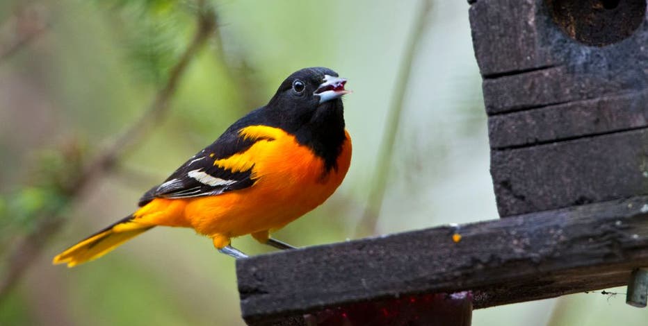 Michigan bird migration: Influx expected over next few days