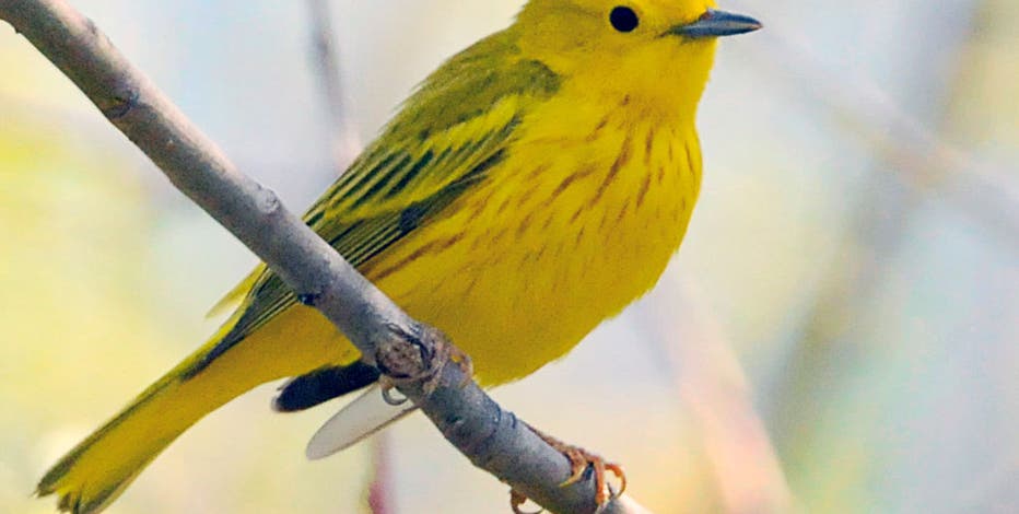Migrating birds are passing over Michigan - Here's how to track them
