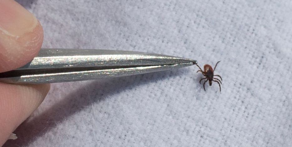 Tick safety: How to protect yourself and your pets as tick-borne diseases spike in Michigan