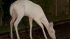 Rare albino deer spotted in Farmington Hills
