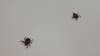 4th of July safety: Tips for avoiding ticks while you spend time outside