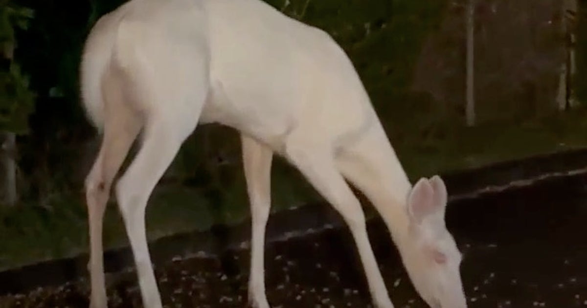 Rare albino deer spotted in Farmington Hills | FOX 2 Detroit