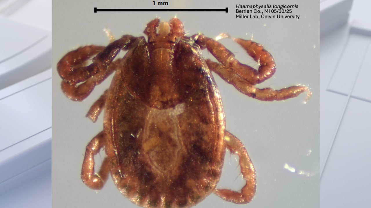 Species of tick never seen in Michigan discovered at state park -- What to know