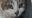 Clinton Township animal rescue suffers catastrophic damage after broken pipe